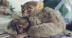 Babytarsier