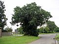 Baginton oak 21l07