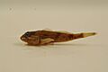 Banded sculpin 01