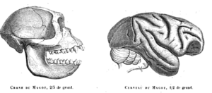 Barbarymaqaqueskull&brain