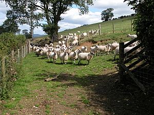 Beulah sheep near Cwmrhybin - geograph.org.uk - 229622