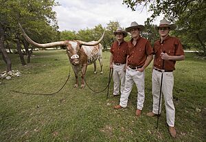 Bevo 30