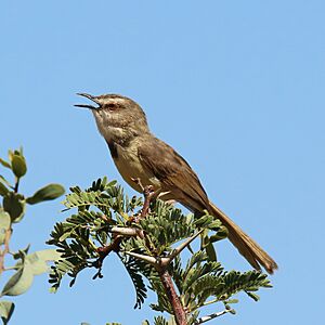 Black-chested prinia (Prinia flavicans) breeding female.jpg