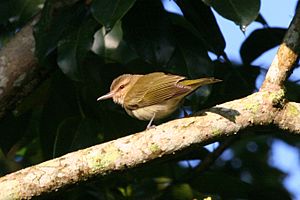 Black-whiskered Vireo (Vireo altiloquus) (6499240363)