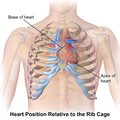 Blausen 0467 HeartLocation