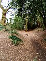 Bluebottle Grove, Colchester - geograph.org.uk - 142655