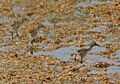 Bronze-winged Jacana (Metopidius indicus) juveniles W IMG 6688