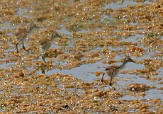 Bronze-winged Jacana (Metopidius indicus) juveniles W IMG 6688