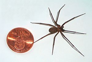 Brown-recluse-coin-edit
