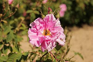 Bulgarian Rosa damascena