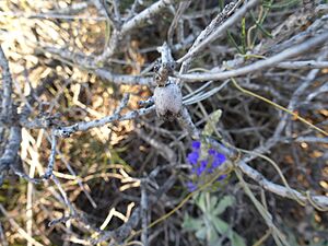 Calothamnus chrysanthereus (fruit)