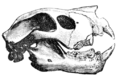 Cambridge Natural History Mammalia Fig 074