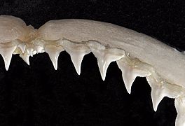 Carcharhinus brachyurus upper teeth