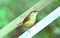 CarolinaWren23