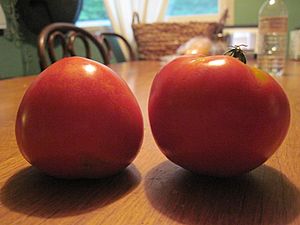 Ripe Celebrity tomato