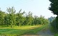 Cider orchards east of Hereford 2 - geograph.org.uk - 899483