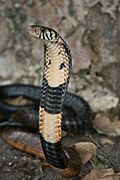 Cobra des forêts.jpg