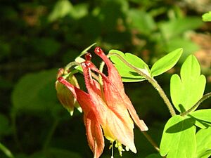 Columbine
