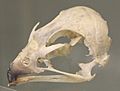 Common Kestrel (Falco tinnunculus) skull at the Royal Veterinary College anatomy museum