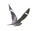 Common Nighthawk2