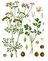 Coriandrum sativum - Köhler–s Medizinal-Pflanzen-193