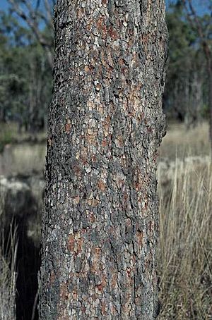 Corymbia umbonata bark