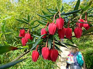 Crinodendron hookerianum - Lost Gardens of Heligan - Cornwall, England - DSC02700.jpg