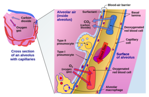 Cross section of an alveolus and capillaries showing diffusion of gases