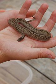 Eastern Brown Snake.jpg