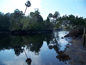 Econfina River SP river01