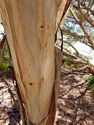 EucalyptusGeorgei sspGeorgei PerthBG-20171224-2b