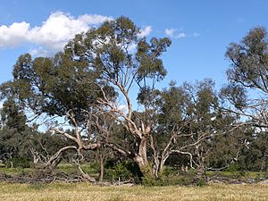 Eucalyptus largiflorens.jpg