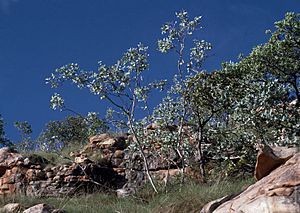 Eucalyptus mooreana habit.jpg