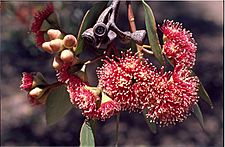 Eucalyptus nutans buds