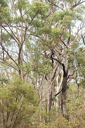 Eucalyptus psammitica.jpg
