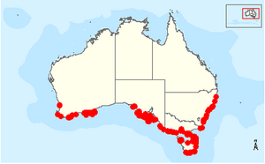 Eudyptula-minor-habitat-Australia