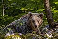 Eurasian brown bear (Ursus arctos arctos) female 3
