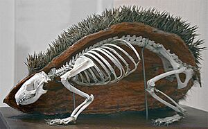 European Hedgehog skeleton retusche