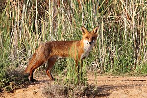 European red fox (Vulpes vulpes)