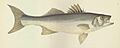 FMIB 46071 Bass