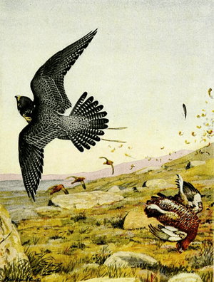 Falconry sport of kings (1920) Peregrine falcon striking red grouse