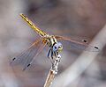 Female Orange-winged Dropwing. Trithemis kibyii - Flickr - gailhampshire