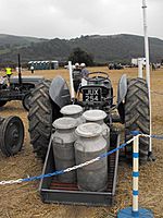 Ferguson tractor with milk churns on trailer - geograph.org.uk - 1572406