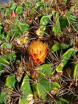 Ferocactus robustus 002