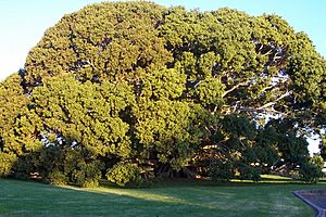 Ficus obliqua at Princes Highway Milton New South Wales