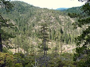 Fry Gulch Mine - Cave Junction Oregon
