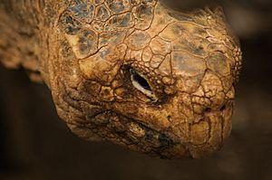 Galápagos tortoise (4228261221)