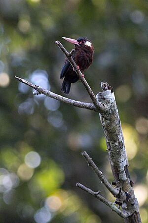 Galbalcyrhynchus leucotis -Peru-8.jpg