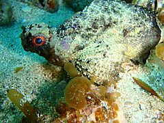 Glyptauchen panduratus Goblinfish P1021067