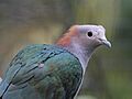 Green Imperial Pigeon RWD5n